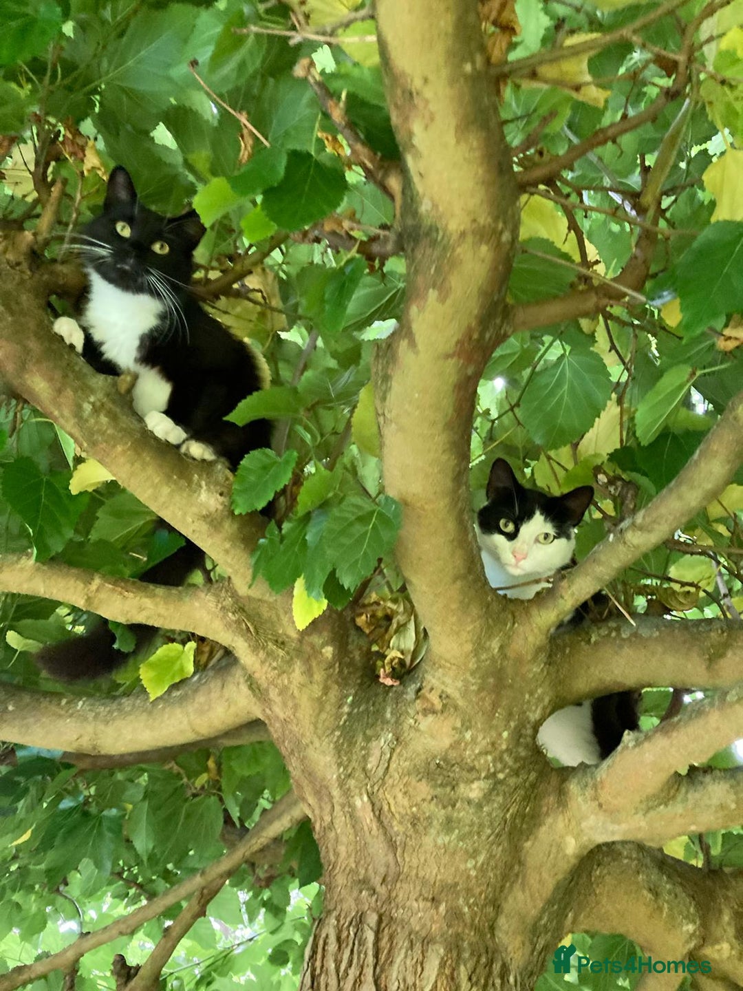 Domestic Shorthair cats for adoption: Bonded mum and son looking for a forever home  - Advert 1