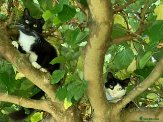 Domestic Shorthair cats Bonded mum and son looking for a forever home - Advert 6