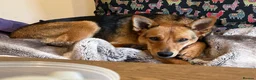 Mixed Breed dogs for adoption: ❤️ MINNIE-2-year-old low-medium girl  - Advert 7