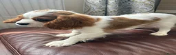 Cavalier King Charles Spaniel dogs for sale: Very active and super sweet boy is ready to go - Advert 6