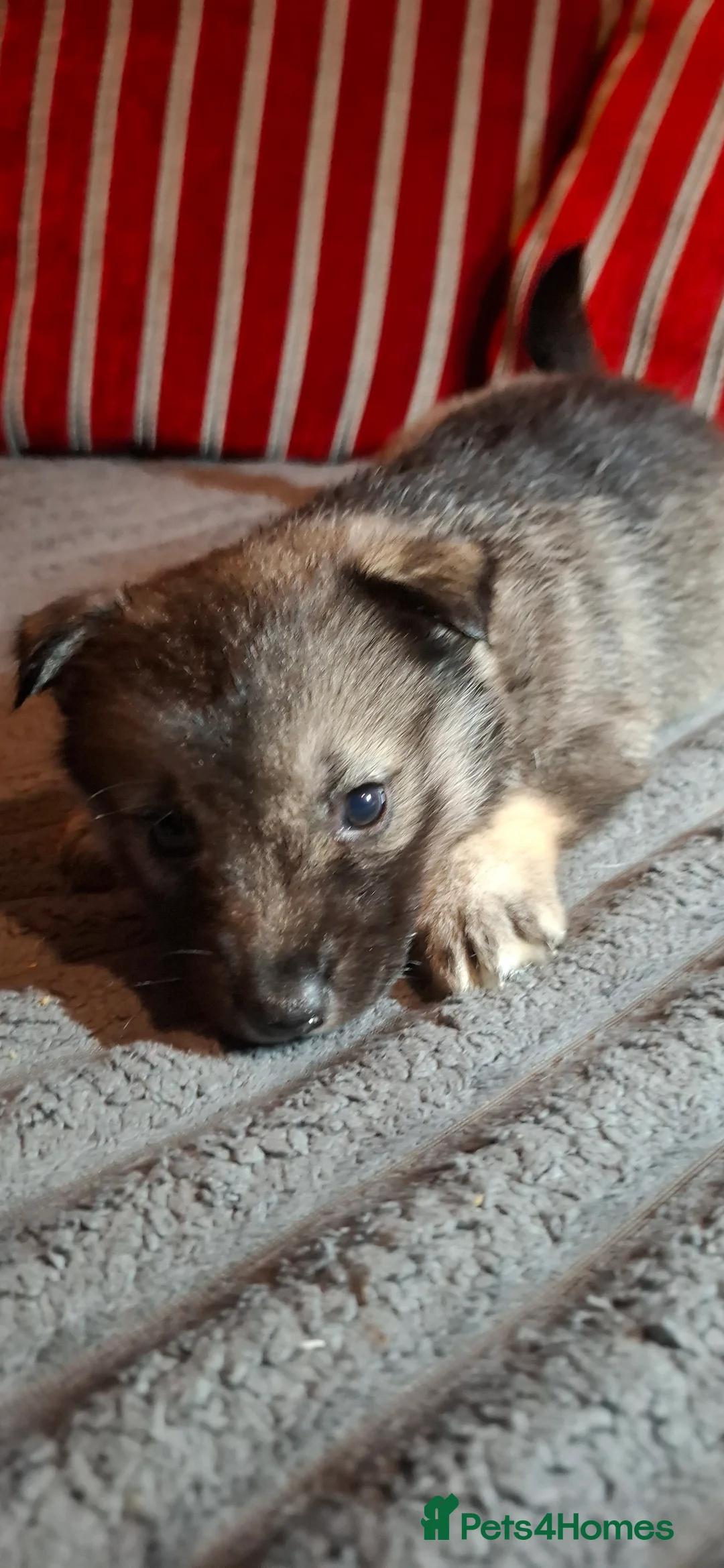 Mixed Breed dogs for sale: Siberian husky + Rus A Pei - Advert 10