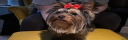 Yorkshire Terrier dogs for stud: KCReg Assured Breeder/Benjamin looking for a date in Southampton - Advert 4