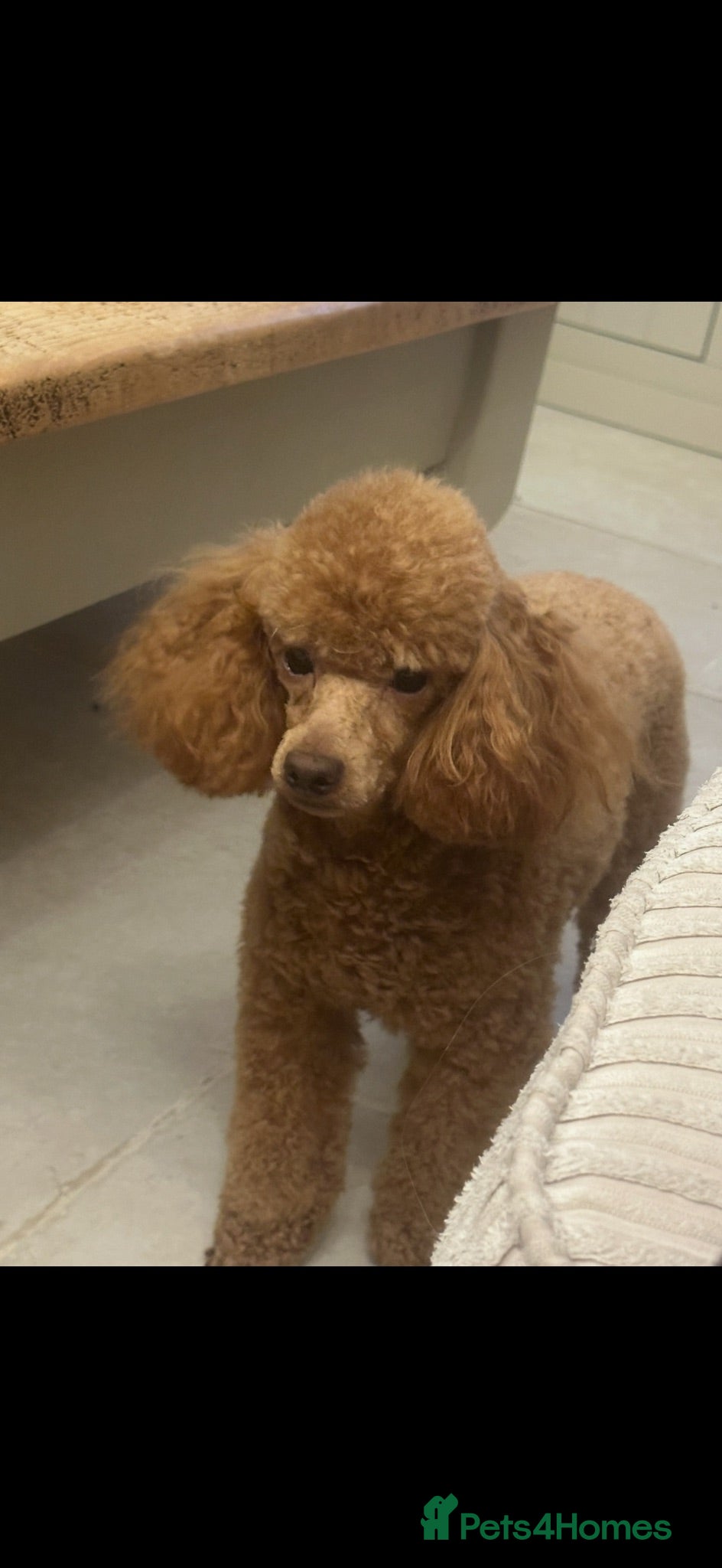 Toy Poodle dogs Kennel Club Registered Toy Poodle - Advert 1