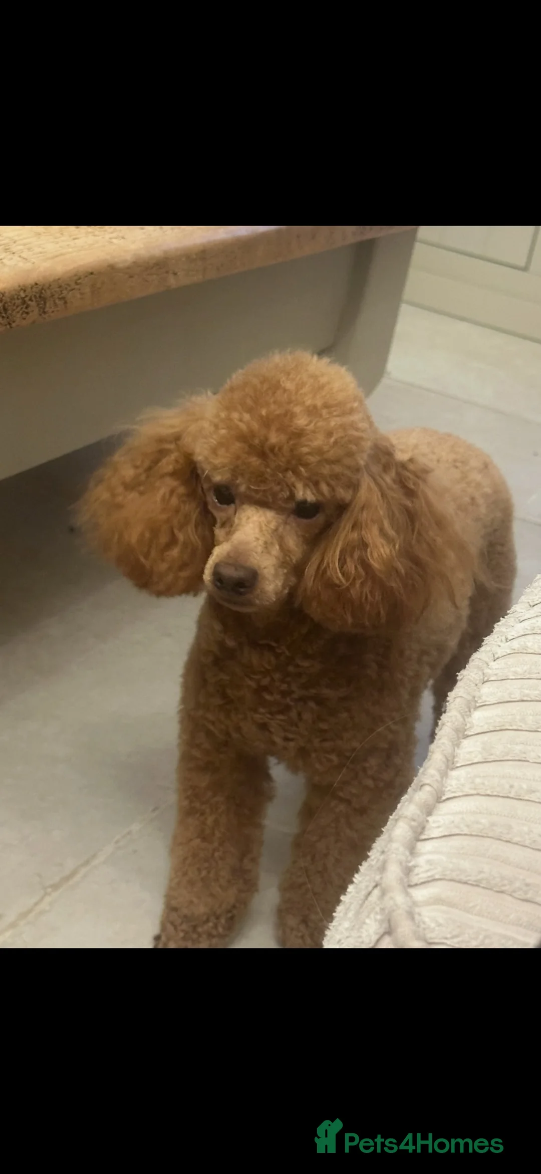 Toy Poodle dogs for sale: Kennel Club Registered Toy Poodle - Advert 1