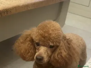 Toy Poodle dogs Kennel Club Registered Toy Poodle - Advert 10