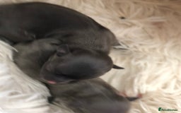 Chihuahua dogs for stud: Chihuahua  in Birmingham - Image 19