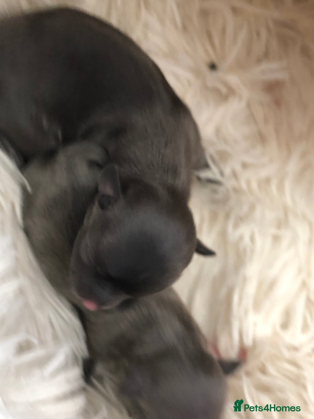 Chihuahua dogs for stud: Chihuahua  in Birmingham - Image 19