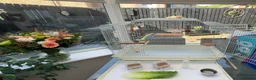 Budgerigars birds for sale: Sadly Rehoming My Two Lovely Budgies - Advert 5