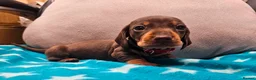Miniature Dachshund dogs for sale: Beautiful KC Miniature Dachshund Puppies 🐾 - Advert 18