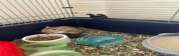 Gerbil rodents for sale: Pair or lady gerbils in Burton-on-Trent - Advert 3