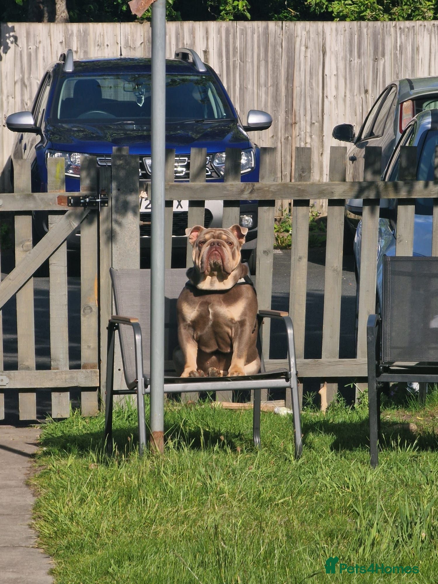 English Bulldog dogs MALE KC BULLDOG  - Advert 1