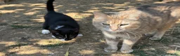 Mixed Breed cats for sale: Stunning farm kittens for sale - Advert 3