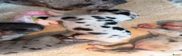 Great Dane dogs for sale: Great Danes puppies  in London - Advert 16