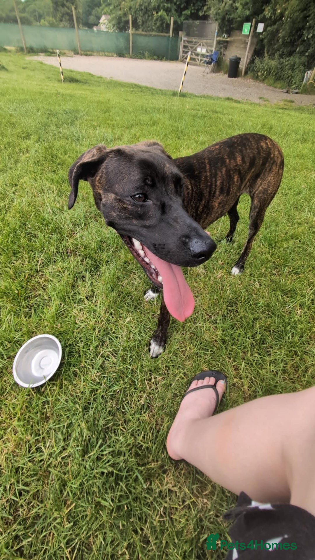 Mixed Breed dogs for sale: Bull-lurcher X - Advert 9