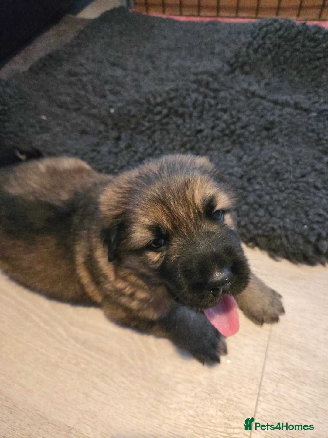 Sheprador dogs for sale: Beutiful male shepradors  - Advert 7