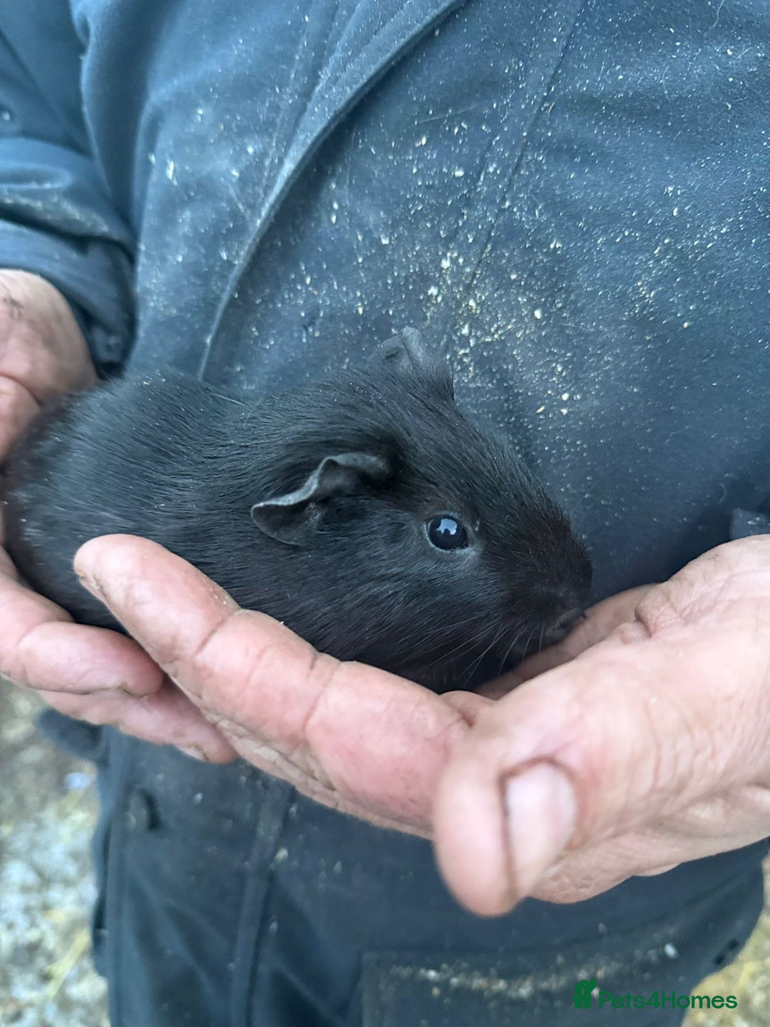 Guinea Pig rodents for sale: 20 lovely guinea pigs for sale  - Advert 22