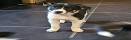 Border Collie dogs for sale: Beautiful Border Collie Pups for sale - Advert 8