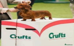 Dachshund dogs for sale: Standard champion bred dachshunds  - Image 25