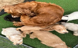 Cocker Spaniel dogs for sale: Beautiful show type cocker spaniels  in York - Image 1