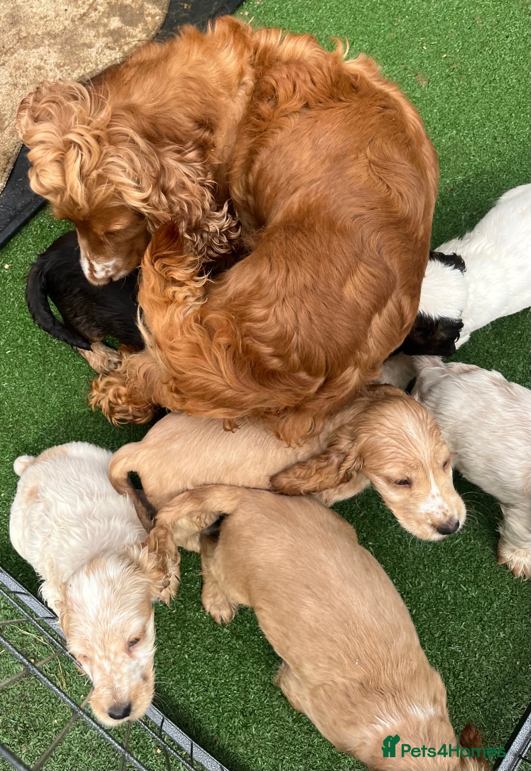 Cocker Spaniel dogs for sale: Beautiful show type cocker spaniels  in York - Image 1