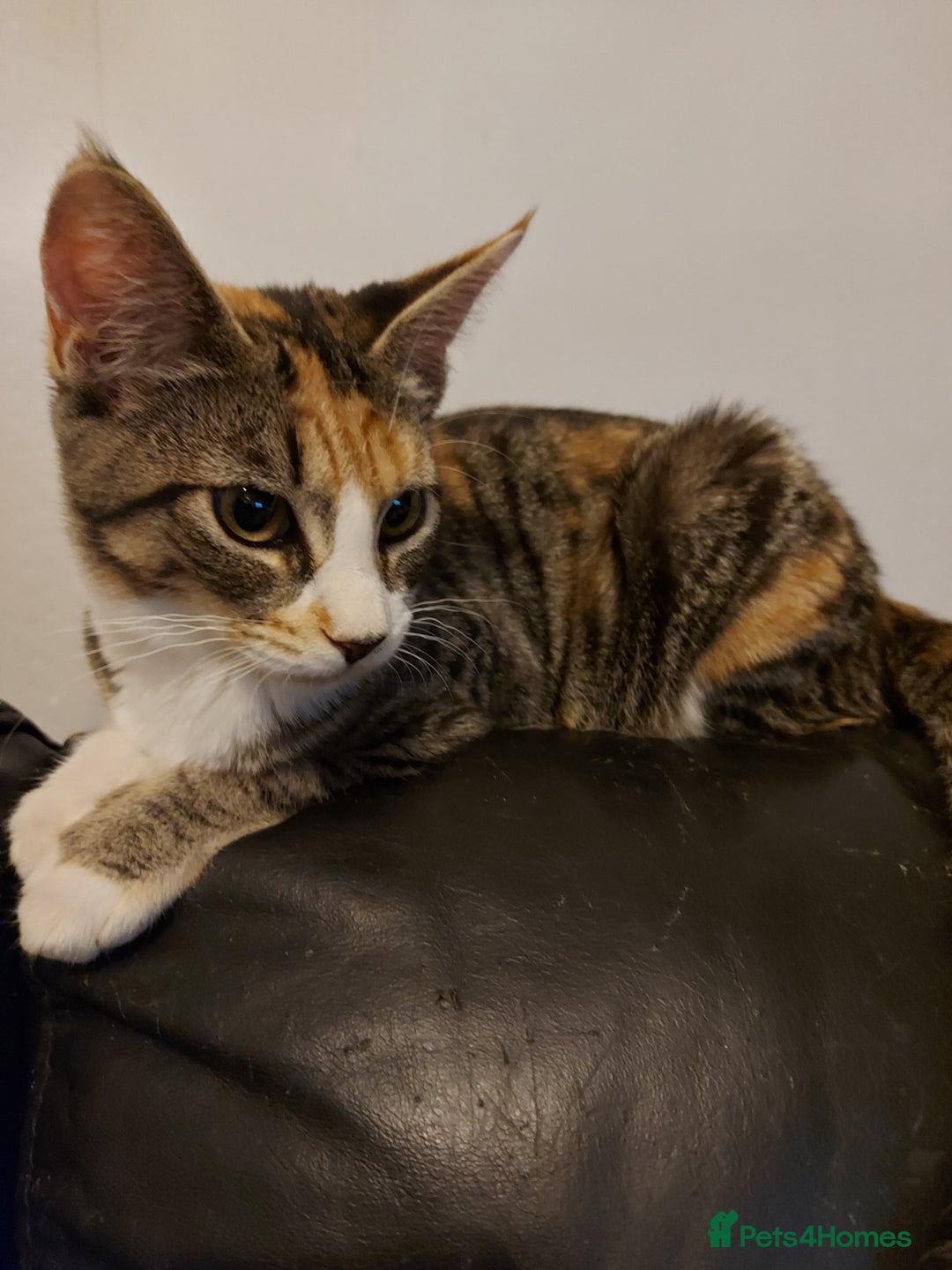 Maine Coon cats for sale: Maine coon x sphynx kittens - Image 13