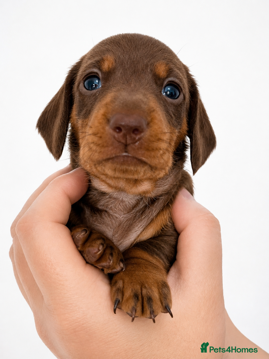 Miniature Dachshund dogs 🐾 Beautiful KC mini dachshund pups ready 25/07  - Advert 2
