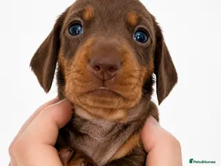 Miniature Dachshund dogs 🐾 Beautiful KC mini dachshund pups ready 25/07 - Advert 2