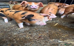 Pig livestock for sale: Oxford Sandy and Black Weaners piglets  - Advert 2