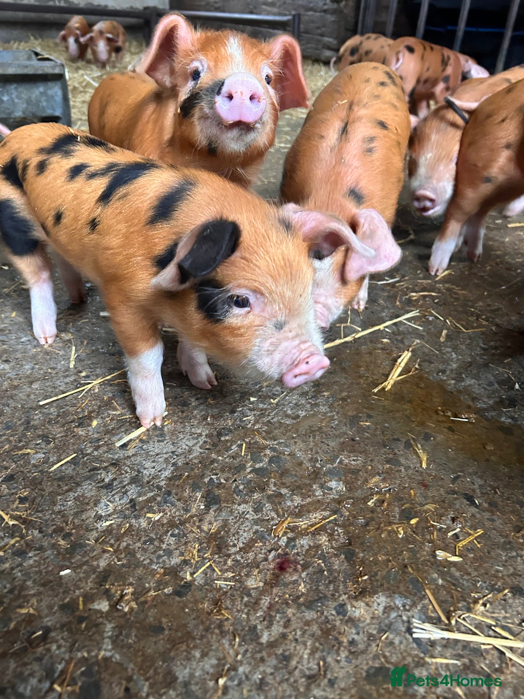 Pig livestock for sale: Oxford Sandy and Black Weaners piglets  - Advert 2