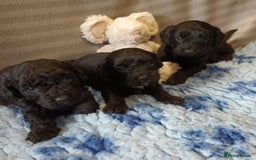 Sproodle dogs for sale: TOY F1b SPOODLE/COCKAPOOS - Image 3
