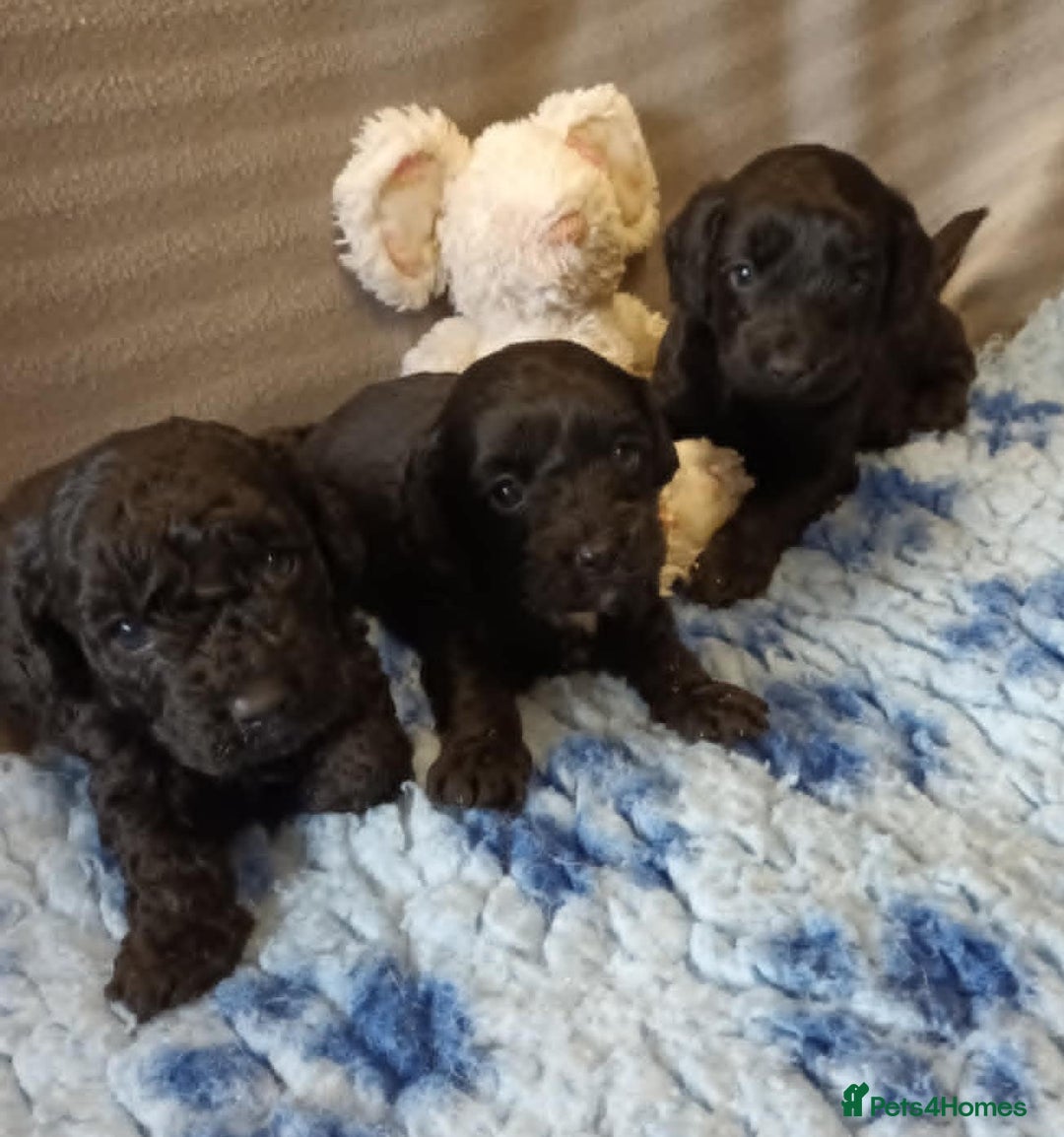 Sproodle dogs for sale: TOY F1b SPOODLE/COCKAPOOS - Image 3