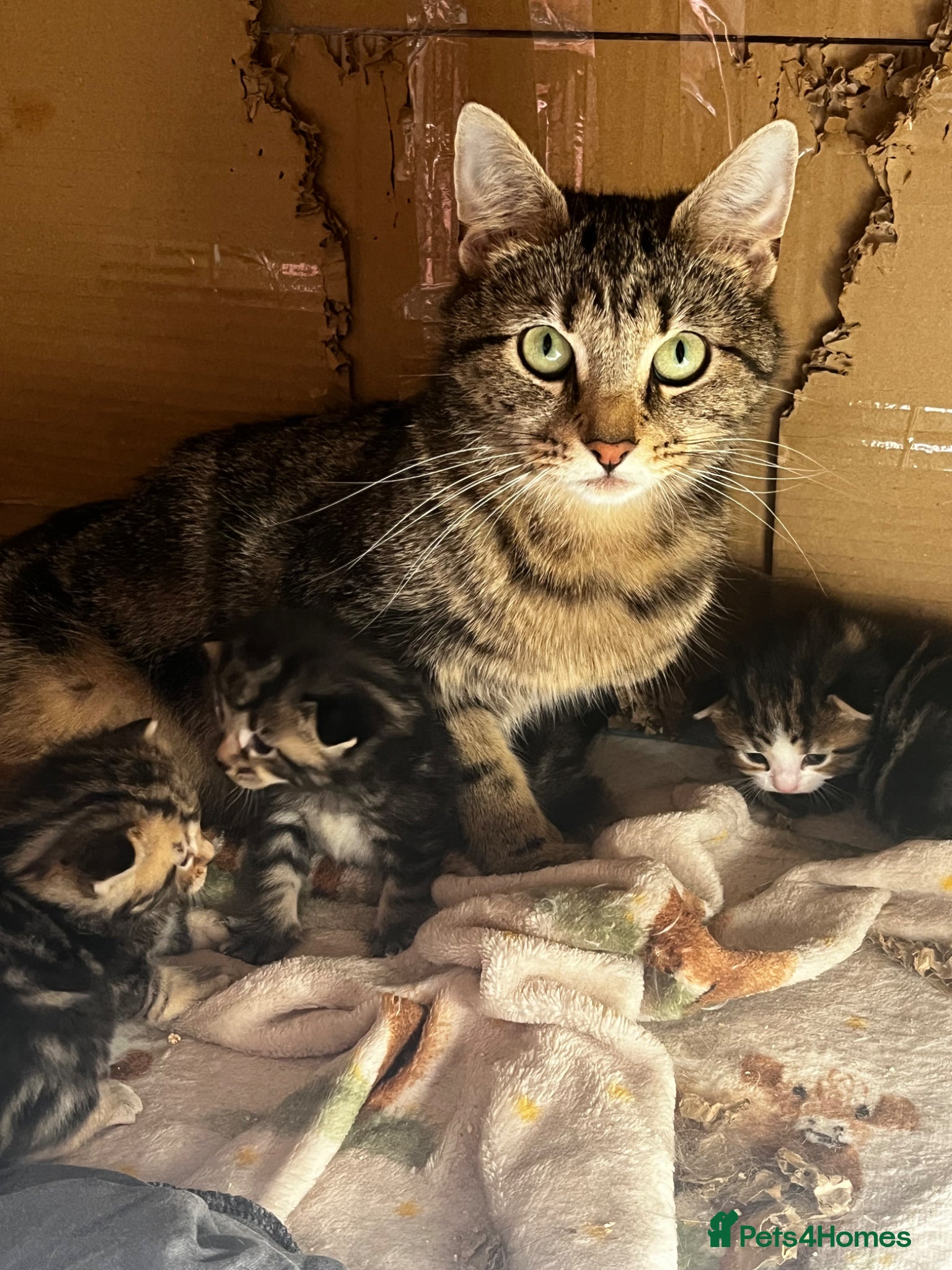 Mixed Breed cats for sale: Beautiful Tabby kittens for sale  - Advert 19