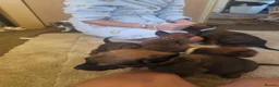 Belgian Shepherd Dog dogs for sale: Outstanding Belgium malinois puppies  - Advert 9