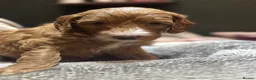 Mixed Breed dogs for sale: 7 week Cockadoodles. Reduced Price.  - Advert 21