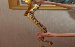 Corn Snake reptiles for sale: CB17 Carolina cornsnake and full set up - Image 4