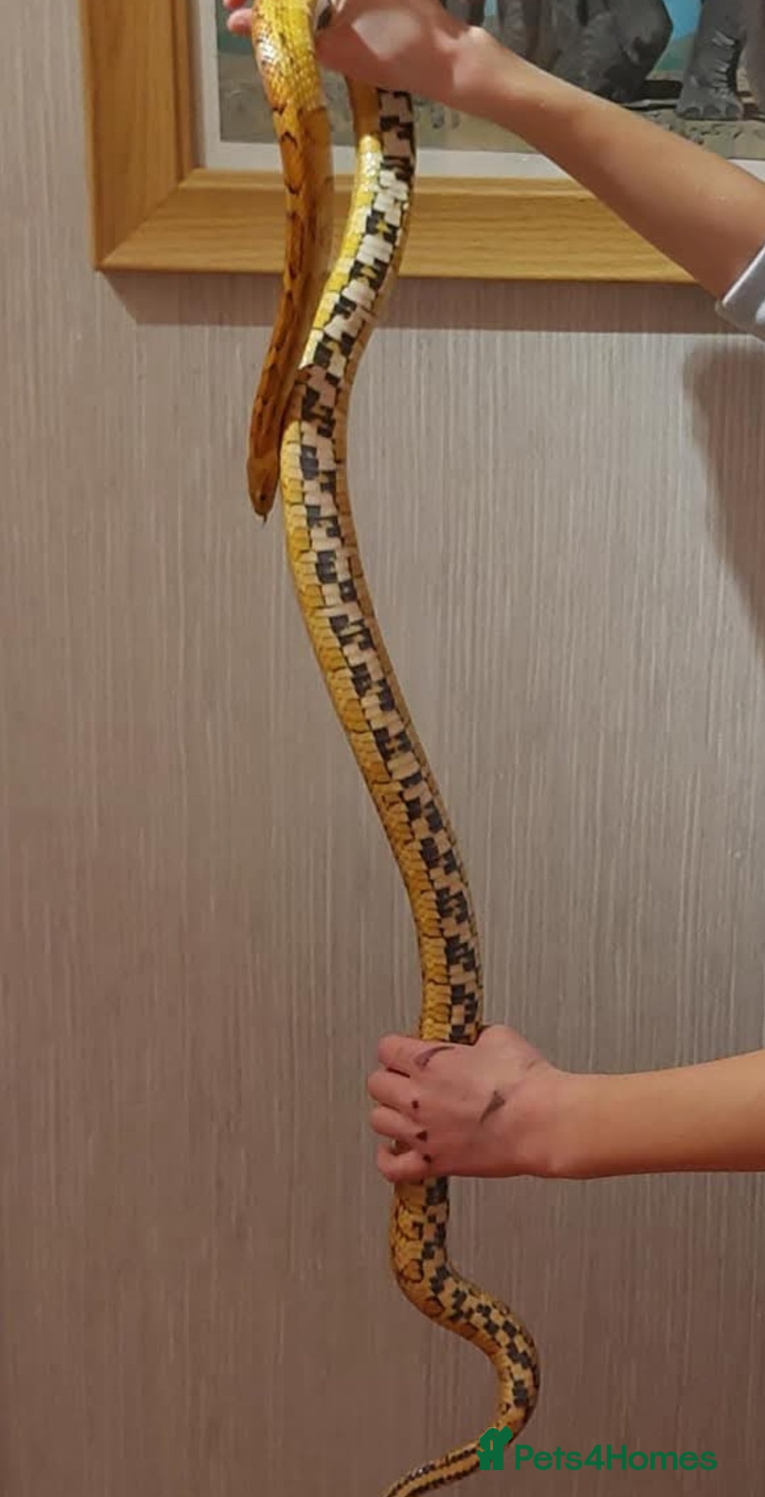 Corn Snake reptiles for sale: CB17 Carolina cornsnake and full set up - Image 4