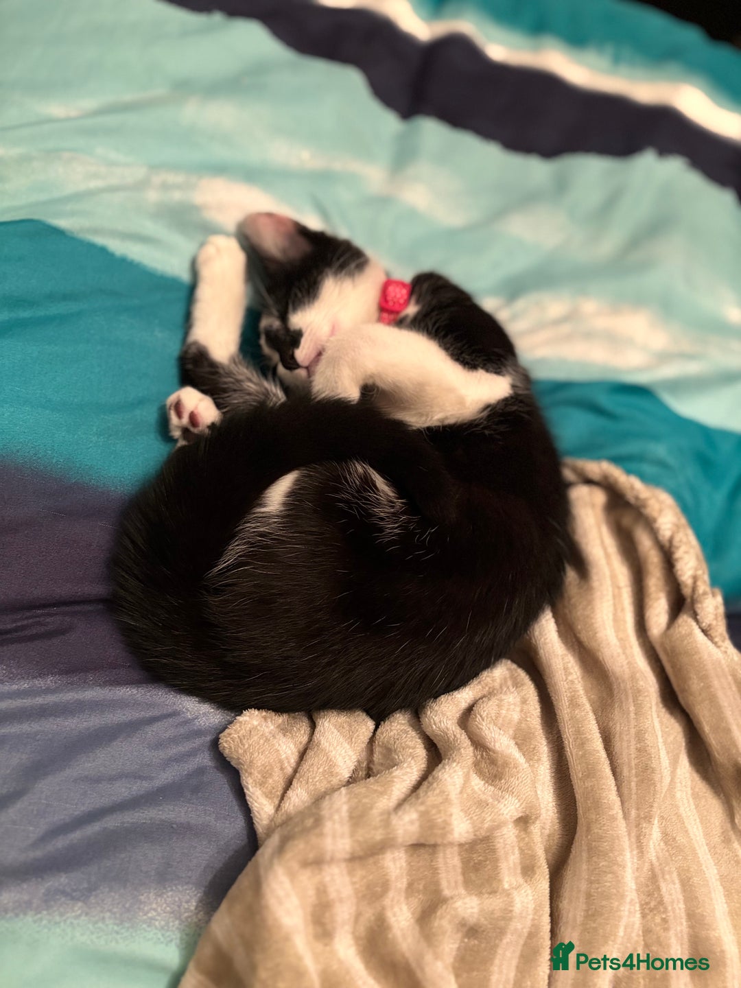 Domestic Shorthair cats for sale: Kitten up for adoption  - Image 4