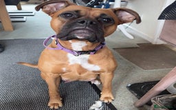 Boxer dogs for sale: 10 Boxer X Puppies - Ready 13th October - Image 31