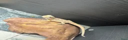 Bearded Dragon reptiles for sale: Baby&adult bearded dragons- possible a full setup  - Advert 3