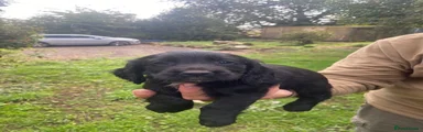 Black bitch. 