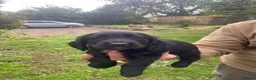 Cocker Spaniel dogs for sale: Working cocker spaniels  - Advert 13