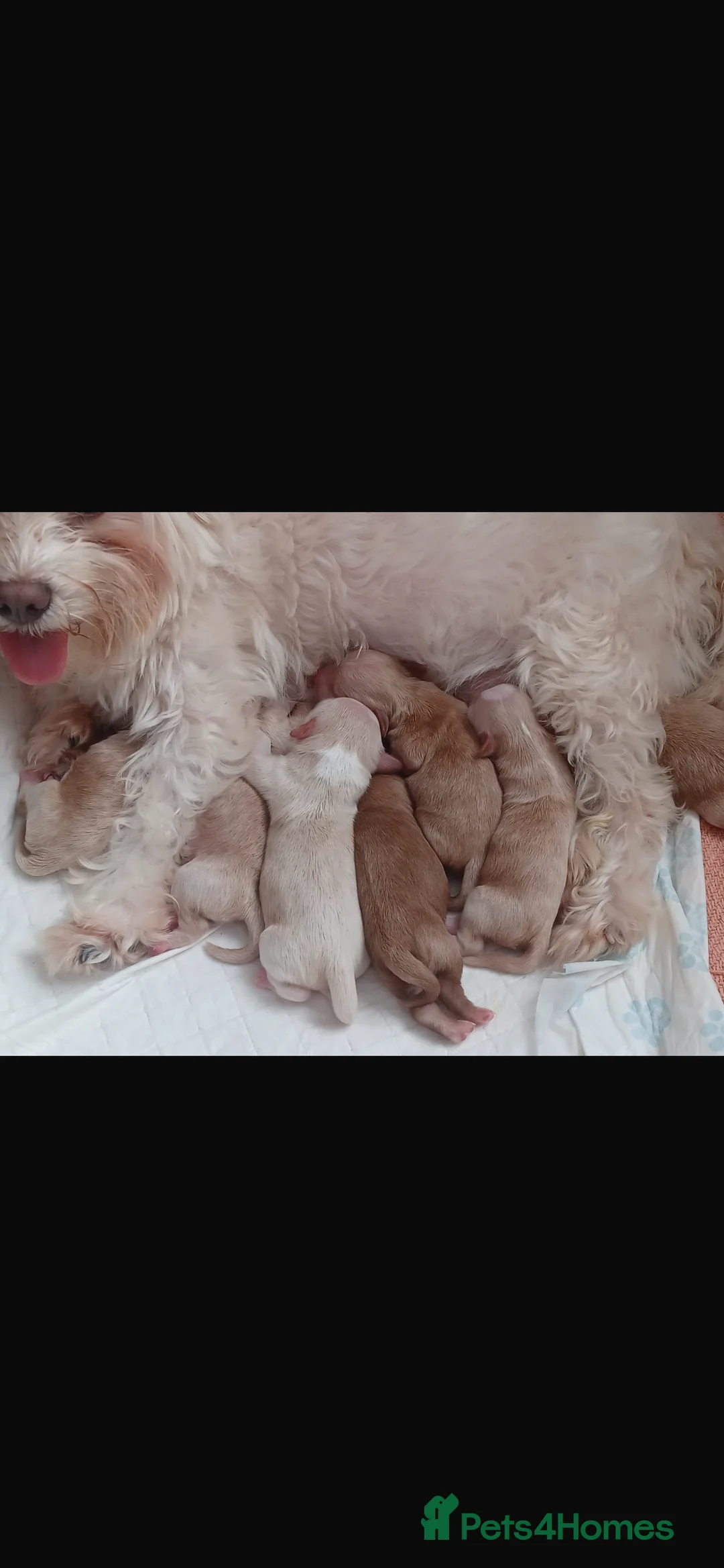 Miniature Poodle dogs for stud: Merlesque Top Gun mahogany mini poodle in Chorley - Advert 12