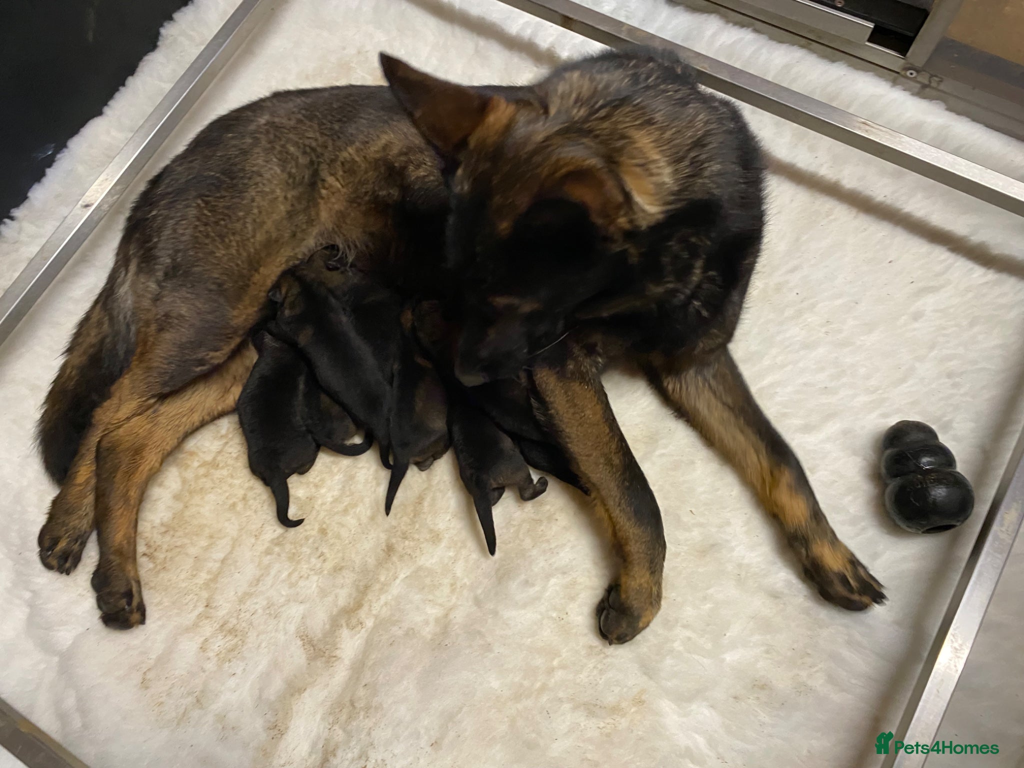 German Shepherd dogs for sale: 🐶Royal Kennel Club Straight Back GSD puppies🐶 in Virginia Water - Advert 9