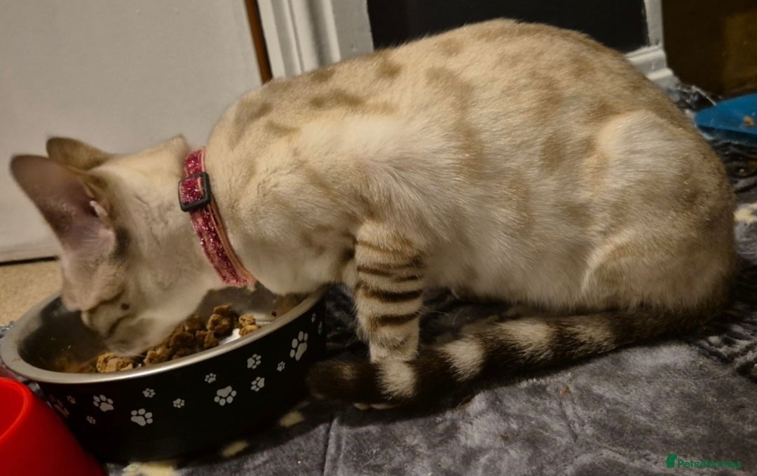 Bengal cats for sale: Stunning Snow Bengal Girl - Advert 5