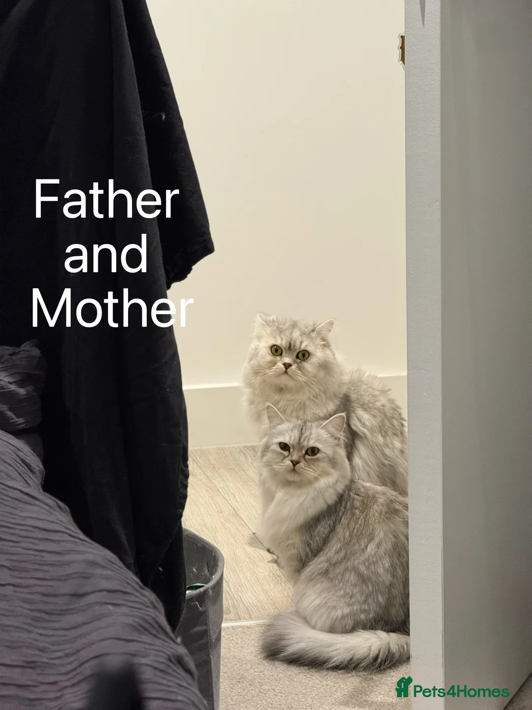 Persian cats for sale: little female chinchilla for sell in Manchester - Advert 4