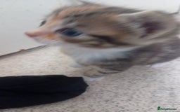 Bengal cats for sale: Bengal cross kittens  - Image 1
