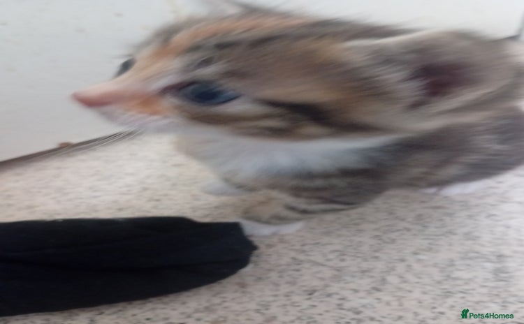 Bengal cats - Advert 1