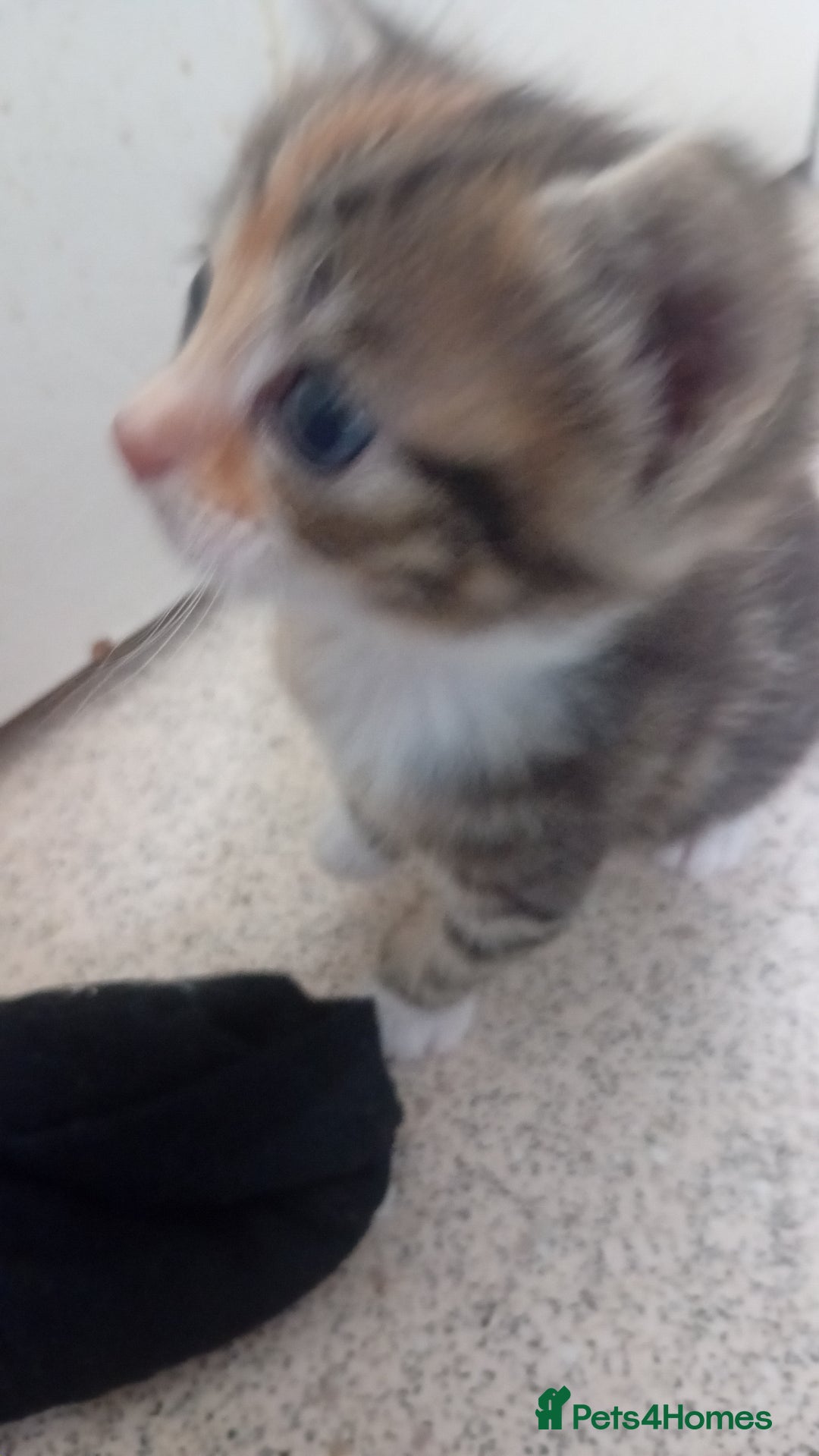 Bengal cats for sale: Bengal cross kittens  - Image 1