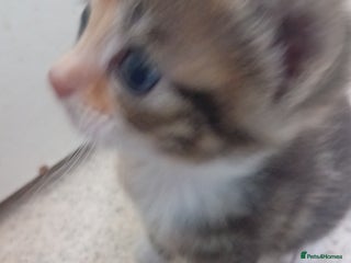 Bengal cats - Advert 8