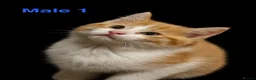 Ragdoll cats for sale: Mixed Kittens for sale - Advert 3